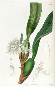 Maxillaria densa
